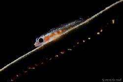 Whip coral goby, shot with one strobe put behind the goby. by Steve De Neef 